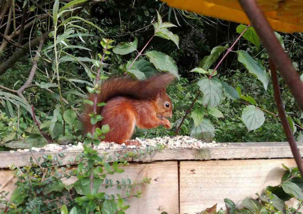 Red Squirrel Lancashire