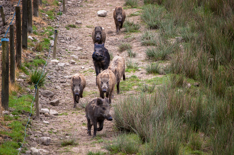 wild boar park lancashire 