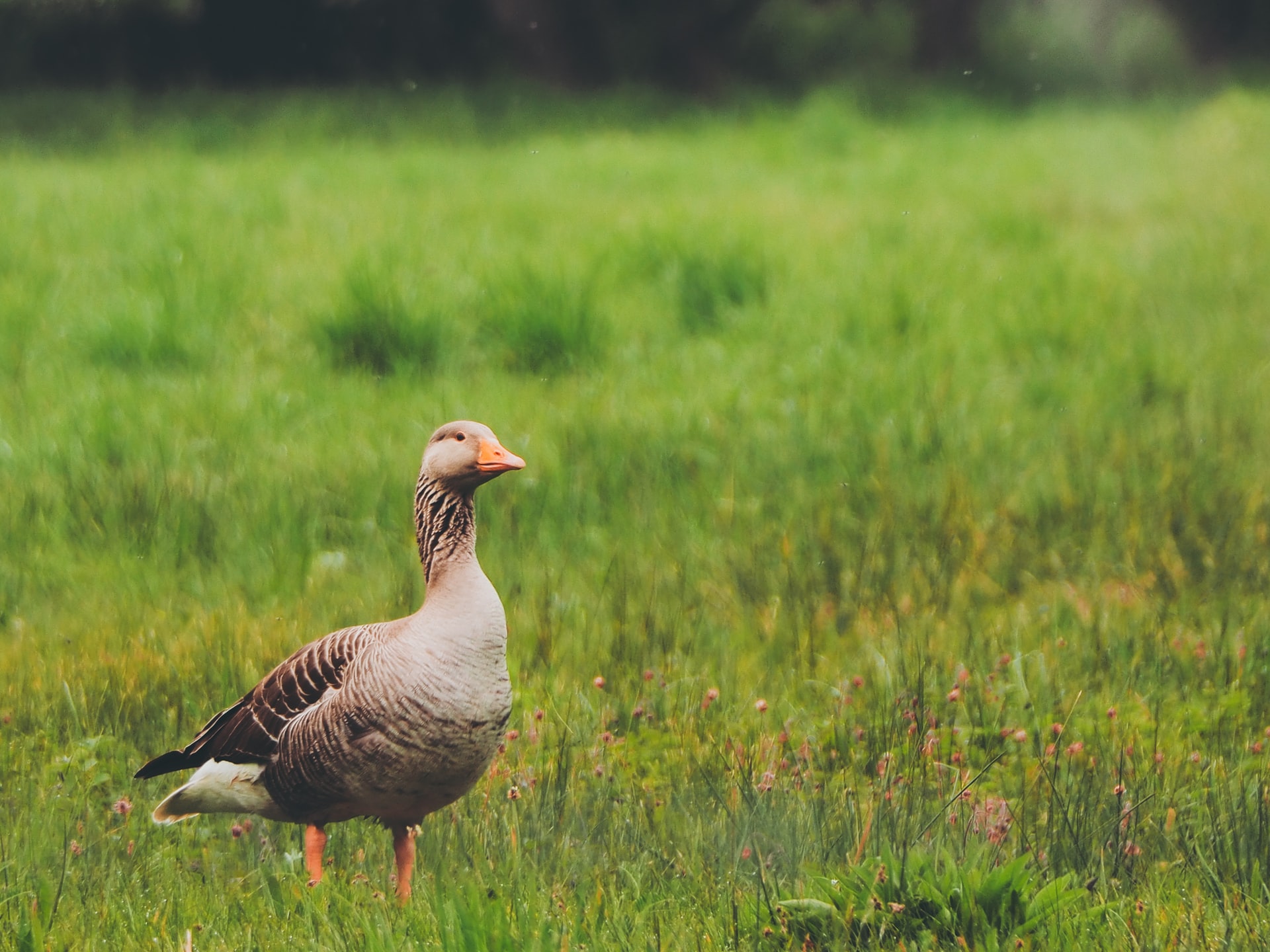 Pink footed goose