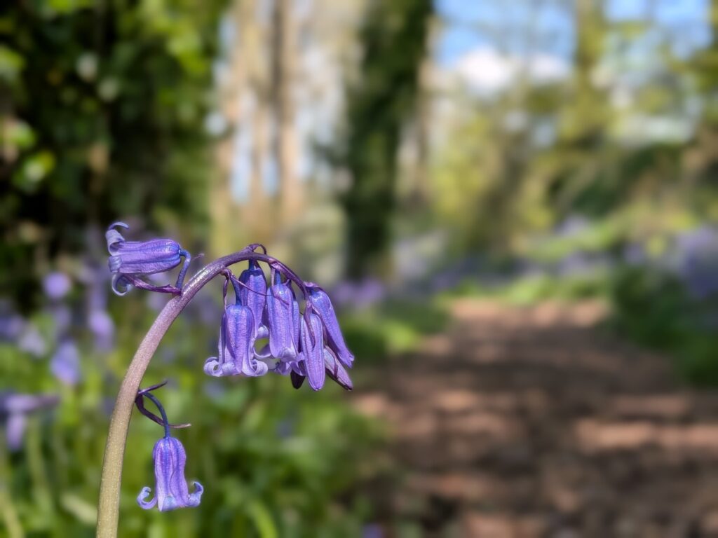 bluebells woodland walk