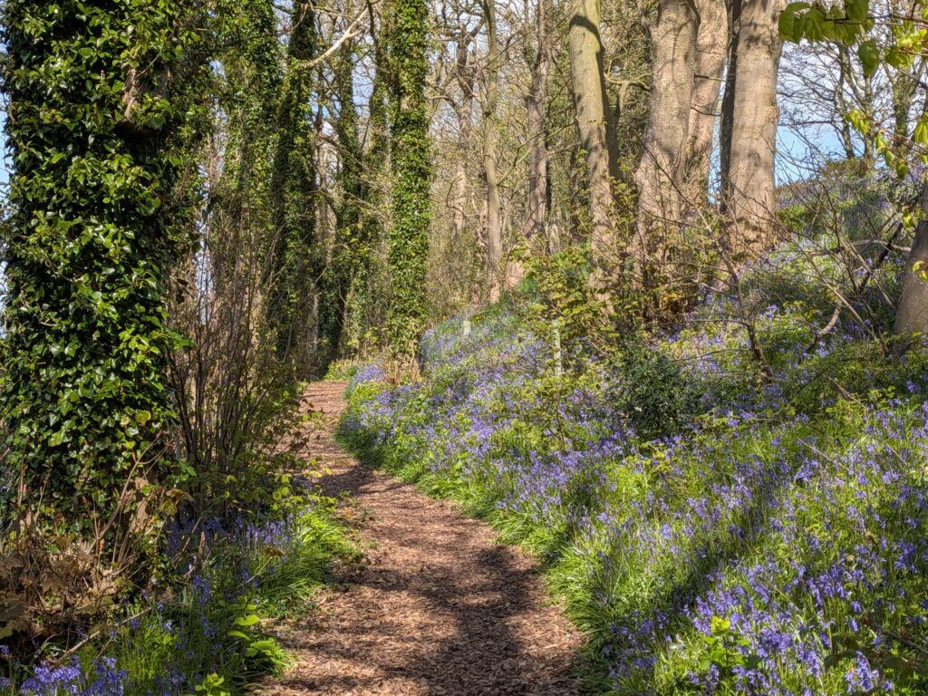 woodland walk path
