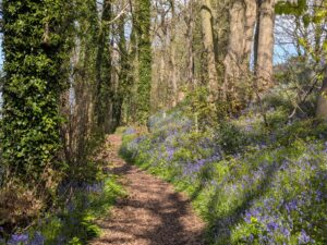 woodland walk path