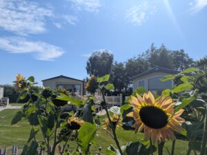 sunflowers in front of holiday homes